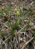 Carex ericetorum. Цветущее растение. Московская обл., Боровский курган, крутой открытый склон холма. 01.05.2011.