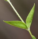 Pseudostellaria heterantha. Часть побега. Приморский край, Хасанский р-н, юго-западный берег бухты Рейд Паллада, подножье горы Мраморная, у ручья. 17.05.2026.