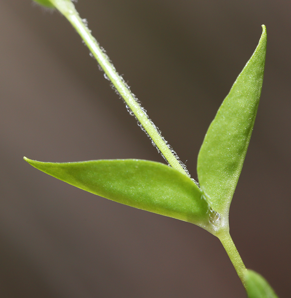 Image of Pseudostellaria heterantha specimen.