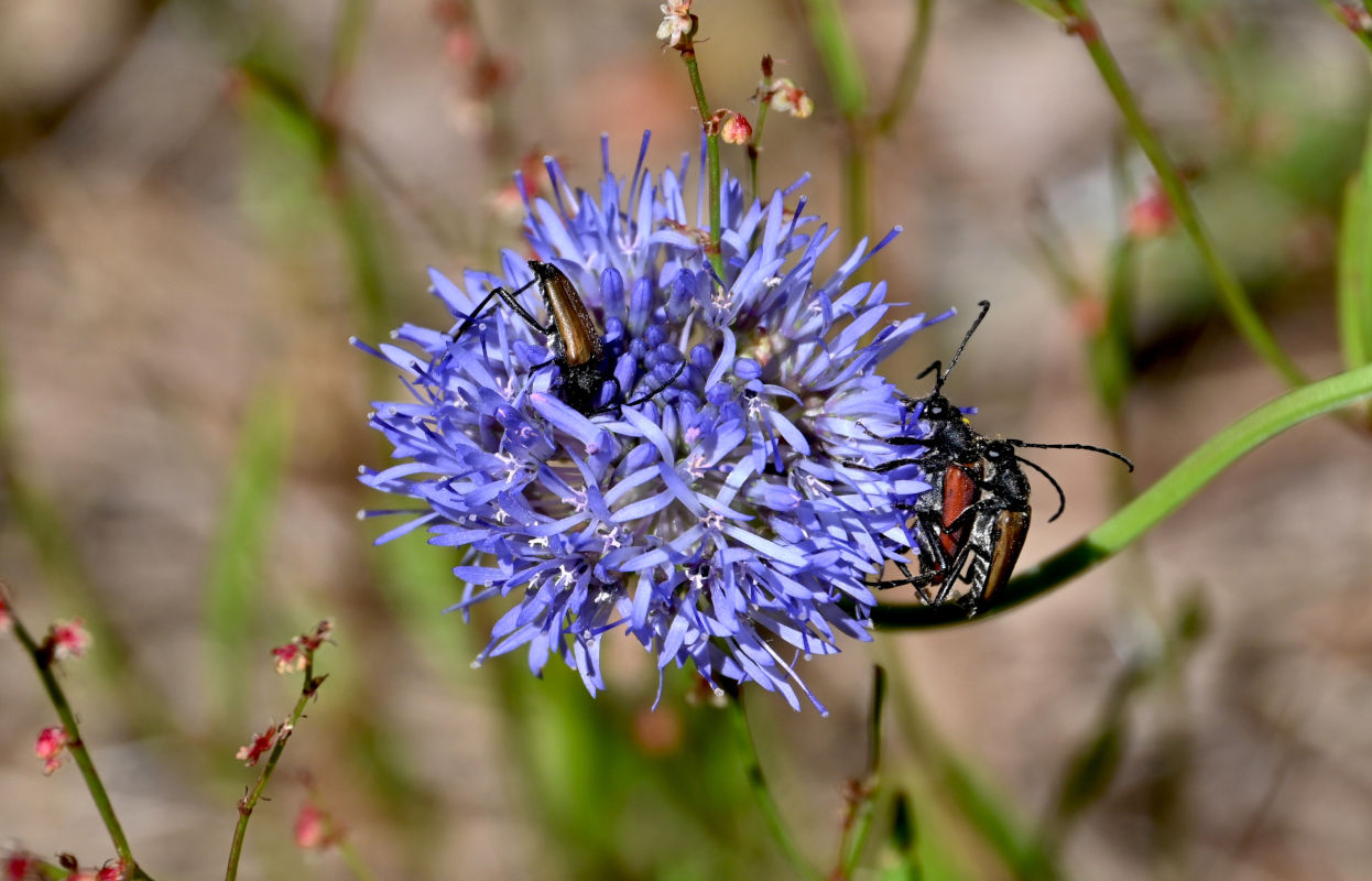 Image of Jasione montana specimen.