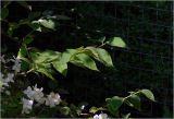 Philadelphus tenuifolius. Верхушка ветви с листьями. Московская обл., Раменский р-н, окр. дер. Хрипань, садовый участок. 13.05.2026.