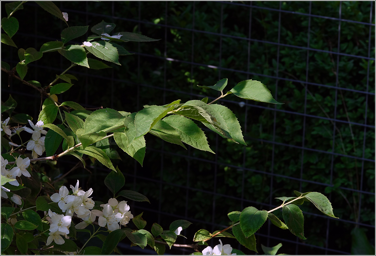 Изображение особи Philadelphus tenuifolius.