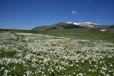 неопознанный вид. Аспект цветущих растений. Грузия, край Самцхе-Джавахети, Ниноцминдский муниципалитет, окр. с. Гандзани, луг. 7 июня 2026 г.