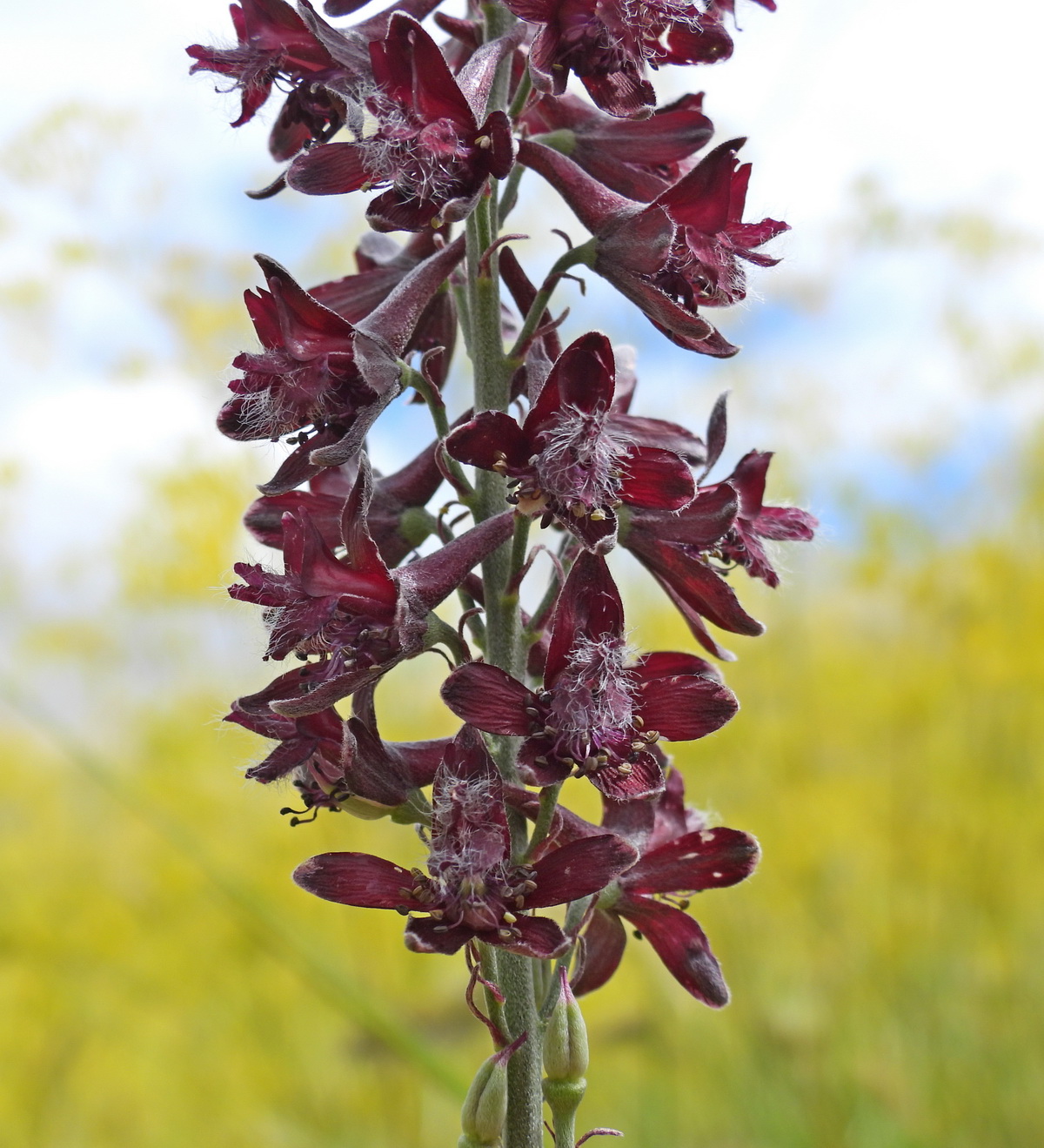 Изображение особи Delphinium puniceum.