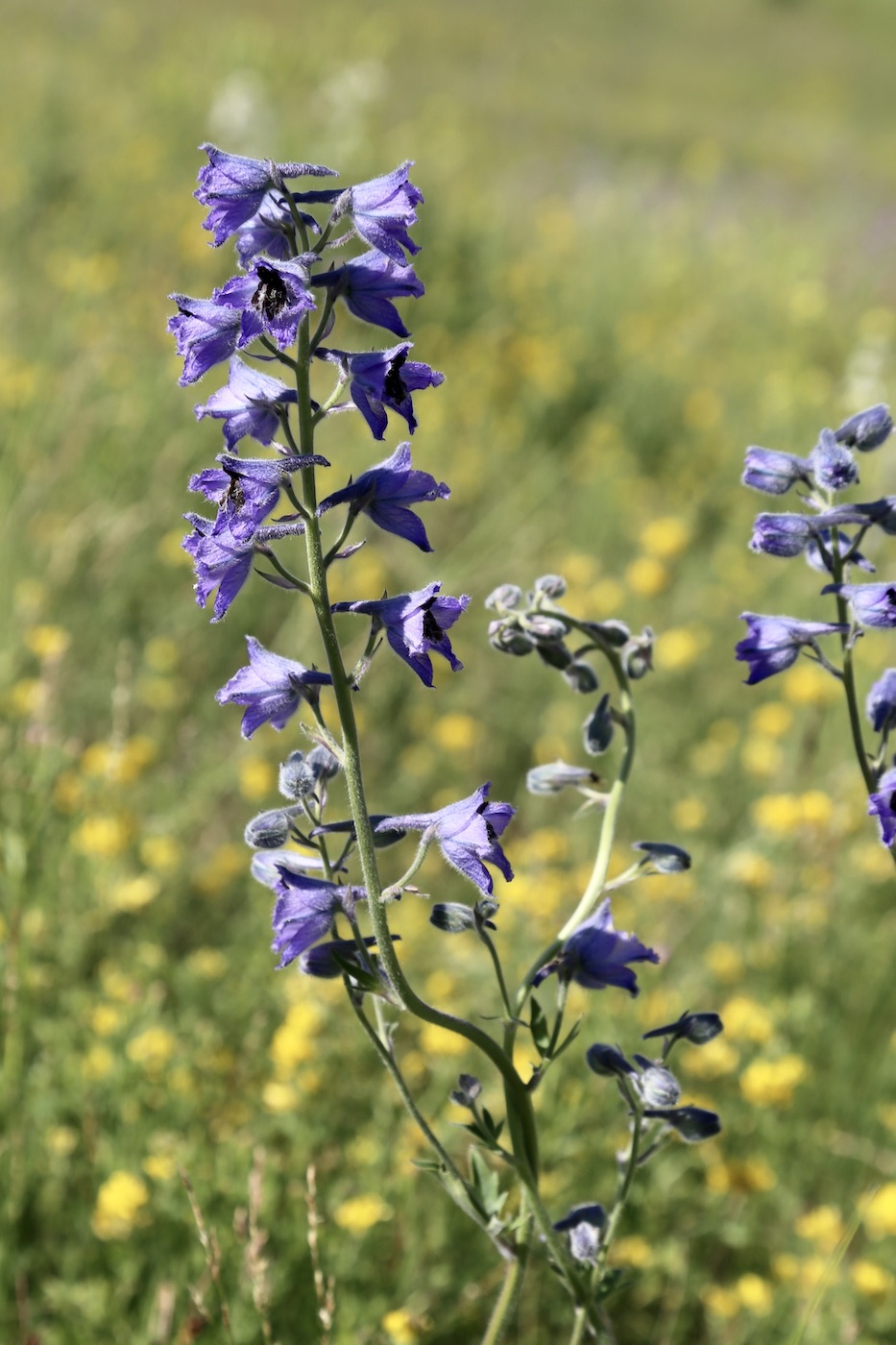 Изображение особи Delphinium oreophilum.