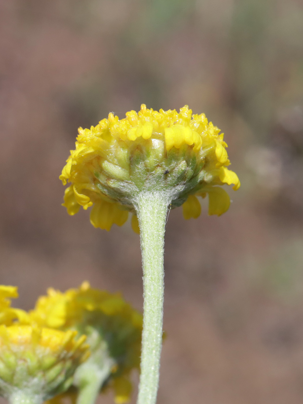 Image of Tanacetum achilleifolium specimen.