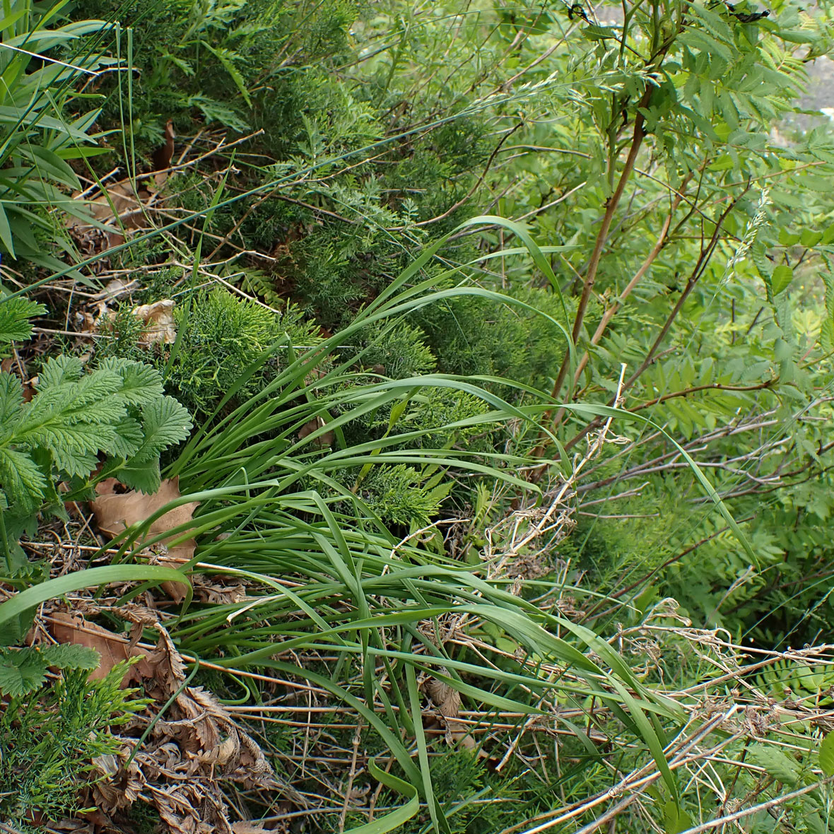Image of genus Allium specimen.