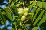 Juglans mandshurica. Соплодие с созревающими плодами. Московская обл., Раменский р-н, окр. дер. Хрипань, садовый участок. 17.07.2026.