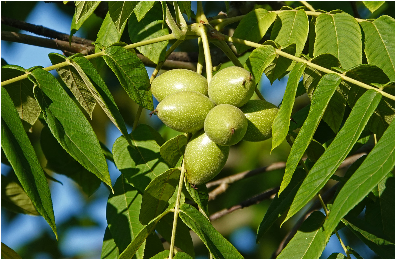 Image of Juglans mandshurica specimen.