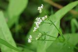 Galium rivale. Соцветие. Калужская обл., г. Таруса, дол. ручья Песчаный, ивняк. 16.08.2026.