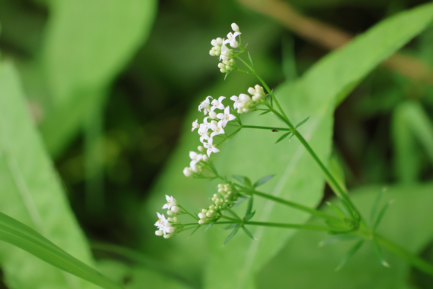 Image of Galium rivale specimen.