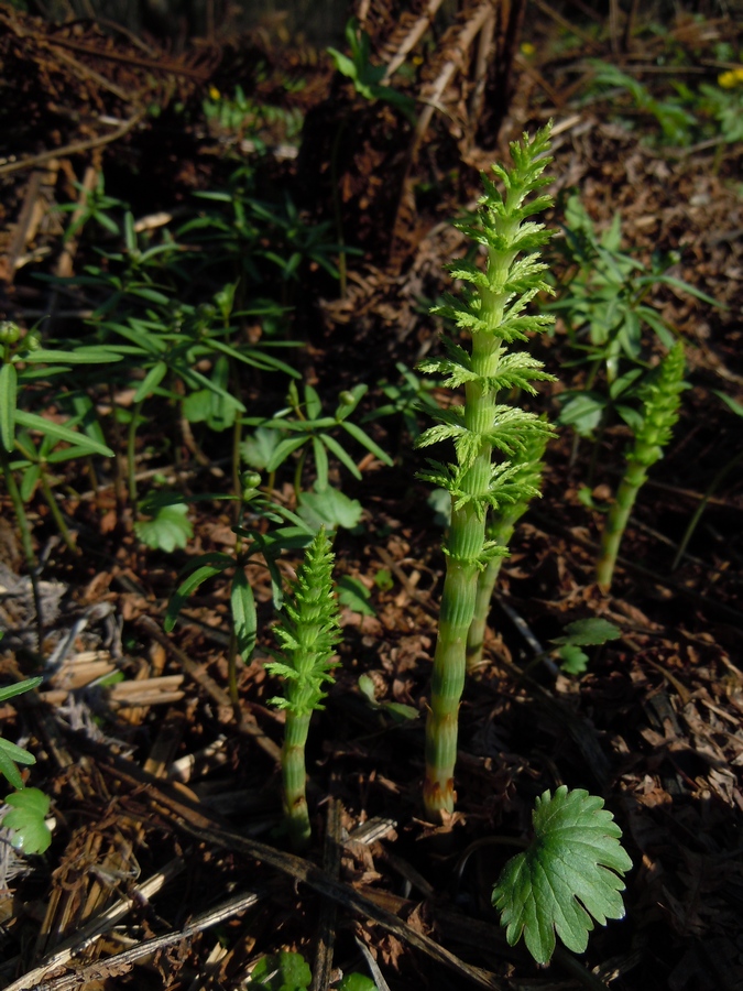 Изображение особи Equisetum sylvaticum.