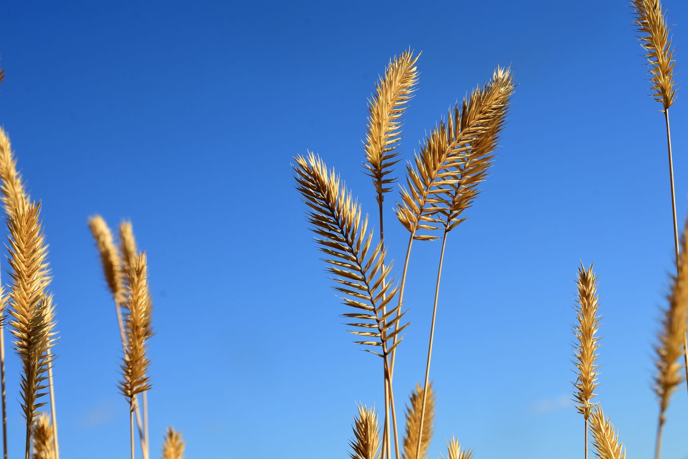 Image of Agropyron pectinatum specimen.
