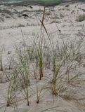 Ammophila arenaria