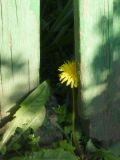 genus Taraxacum. Застенчиво выходящий цветок из-за забора. Республика Молдова, муниципалитет Кишинёв, г. Кодру. 25 апреля 2026 г.