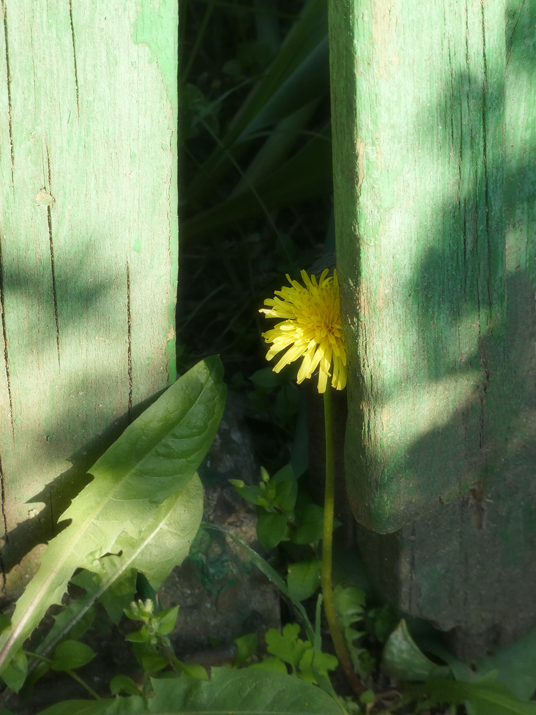 Image of genus Taraxacum specimen.