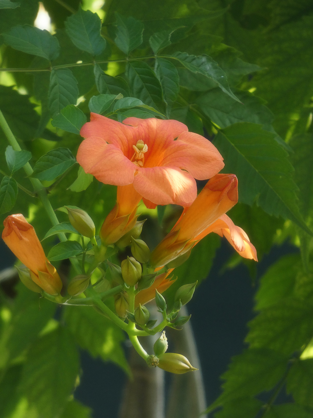 Image of Campsis radicans specimen.