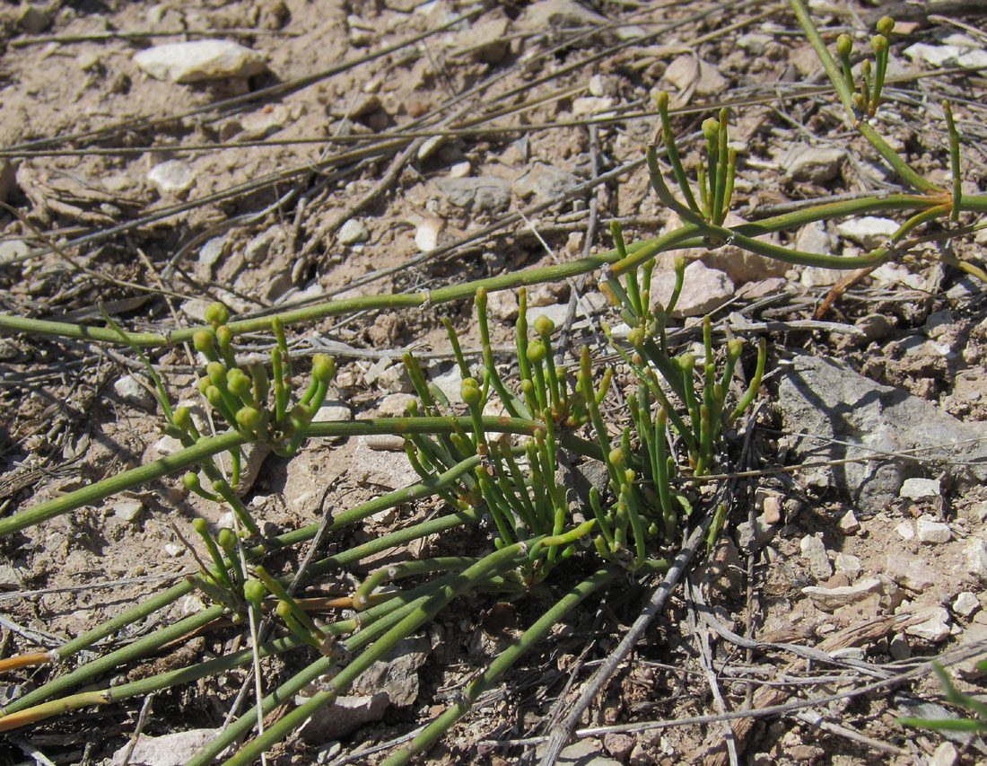 Image of Ephedra distachya specimen.