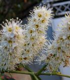 Lauro-cerasus officinalis. Соцветия. Крым, Никита, в зелёных насаждениях. 11 мая 2011 г.
