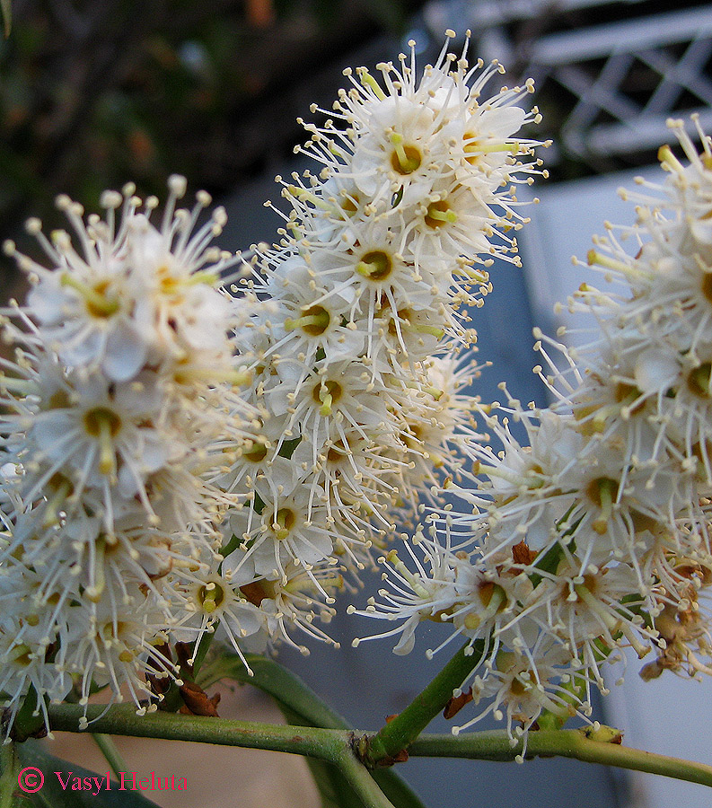 Изображение особи Lauro-cerasus officinalis.