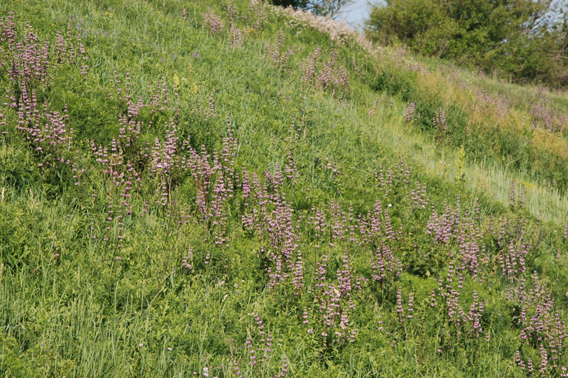 Image of Phlomoides tuberosa specimen.