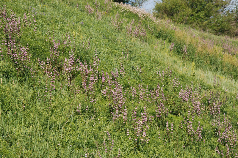 Изображение особи Phlomoides tuberosa.