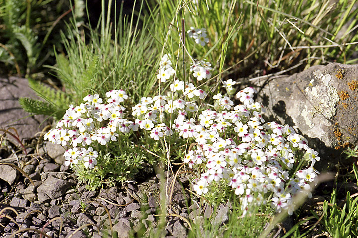 Image of Androsace sericea specimen.