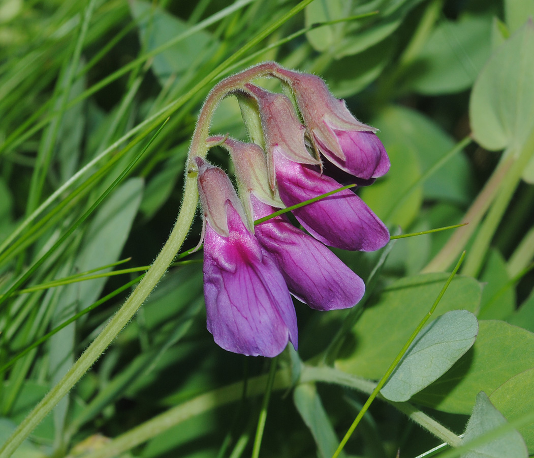 Чина японская. Lathyrus japonicus. Чина Алеутская. Чина льнолистная. Lathyrus pubescens.