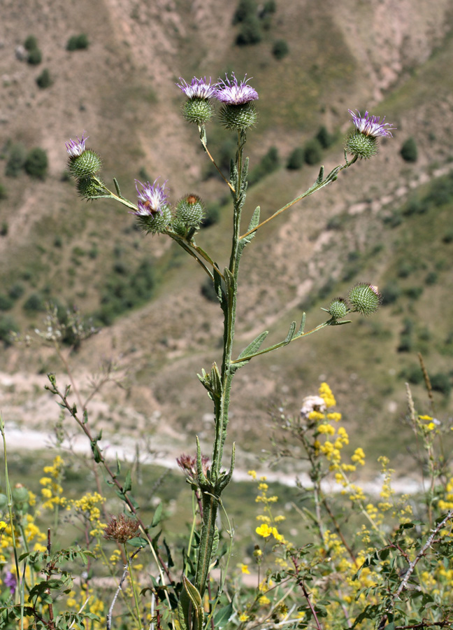 Image of Cousinia sewerzowii specimen.