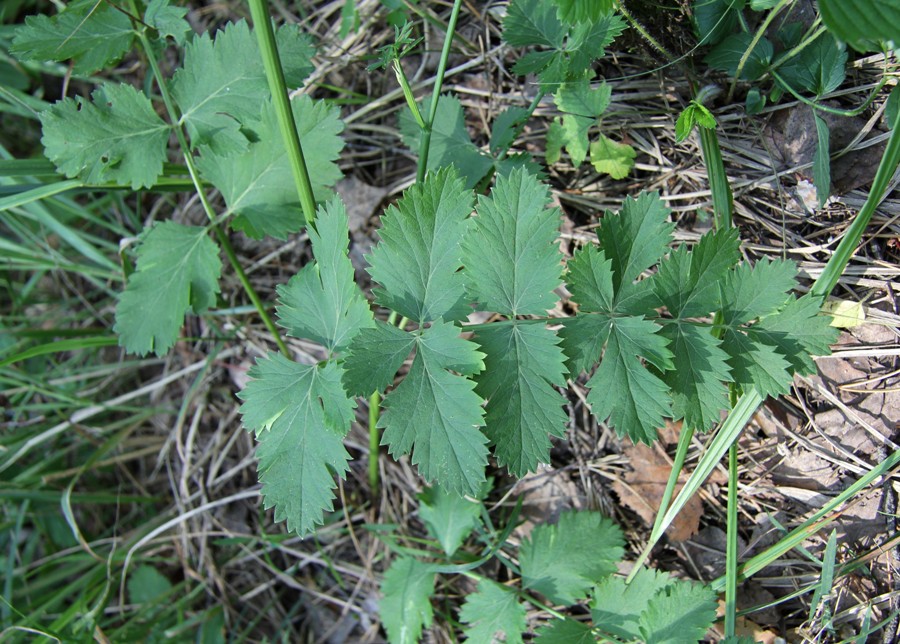 Изображение особи Pimpinella saxifraga.