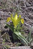Juno tubergeniana
