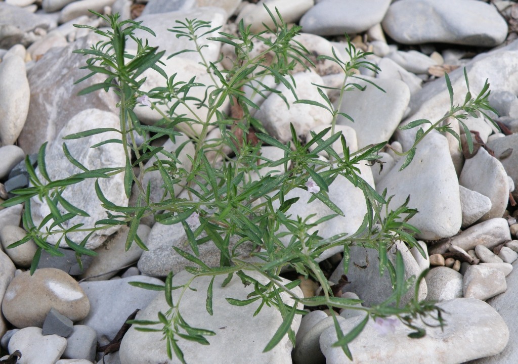 Изображение особи Satureja hortensis.