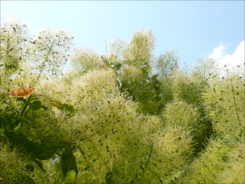 Image of Cotinus coggygria specimen.