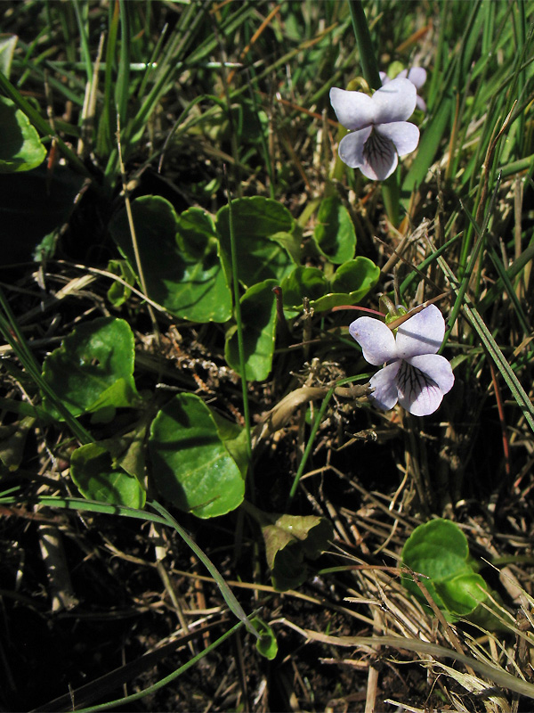 Изображение особи Viola palustris.