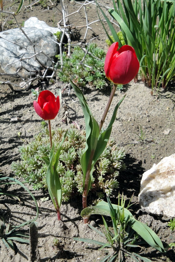 Image of Tulipa julia specimen.