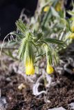 Onosma irritans