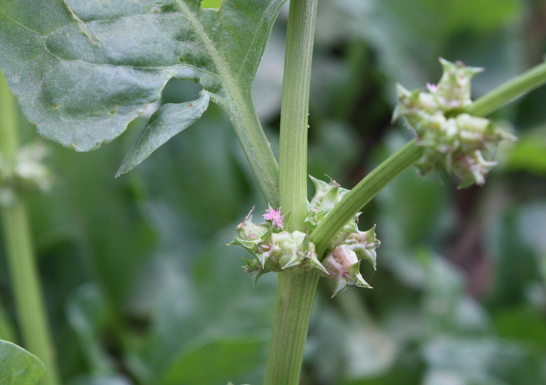 Изображение особи Rumex spinosus.