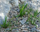 Colchicum kesselringii. Плодоносящие растения. Казахстан, Южно-Казахстанская обл., хр. Каратау, перевал Турлан. 01.05.2011.