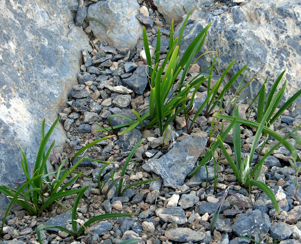 Изображение особи Colchicum kesselringii.