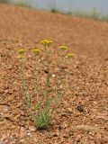 Achillea leptophylla. Цветущее растение на гранитной крошке. Украина, Донецкая обл., Тельмановский р-н, окр. с. Гранитное, балка Хан-Тарама. 13.06.2011.