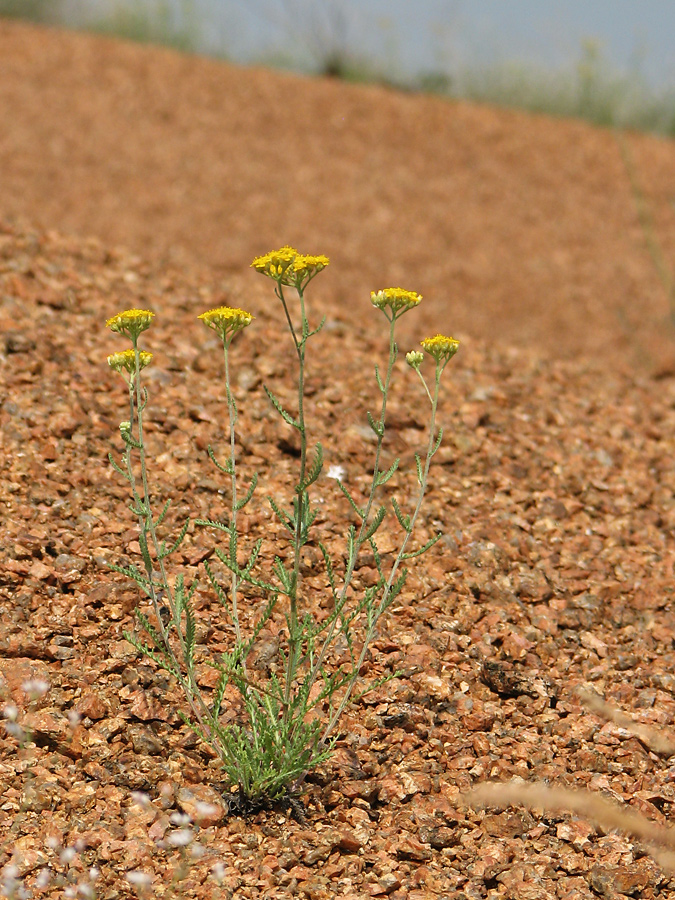 Image of Achillea leptophylla specimen.