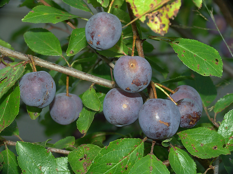 Изображение особи Prunus domestica.