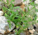 Myosotis arvensis