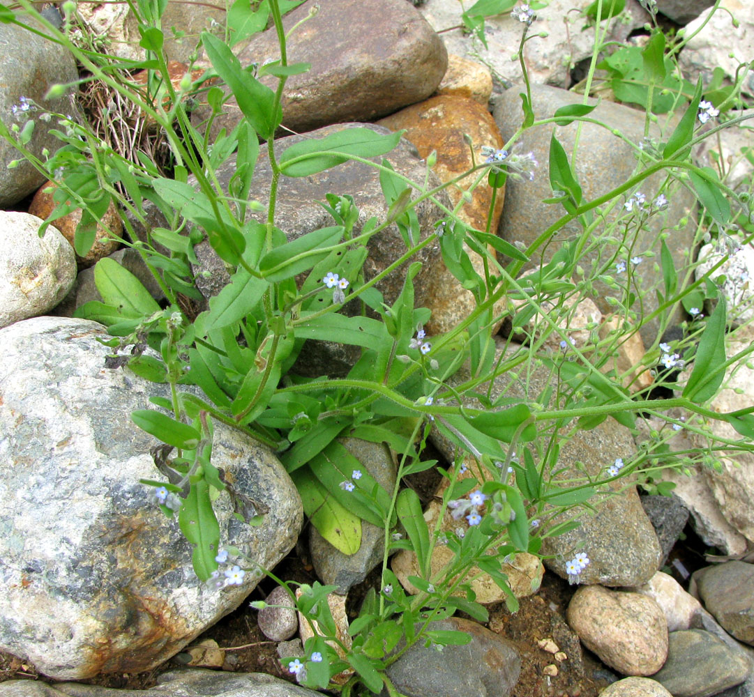 Изображение особи Myosotis arvensis.