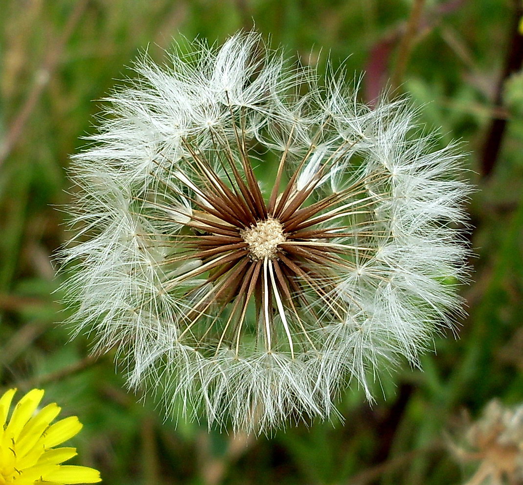 Изображение особи Crepis rhoeadifolia.