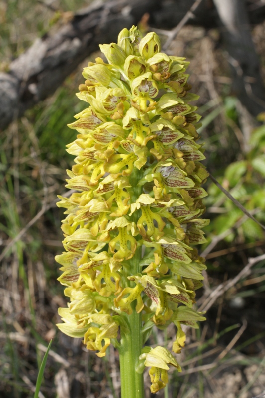 Image of Orchis punctulata specimen.