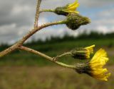 Pilosella czerepninii