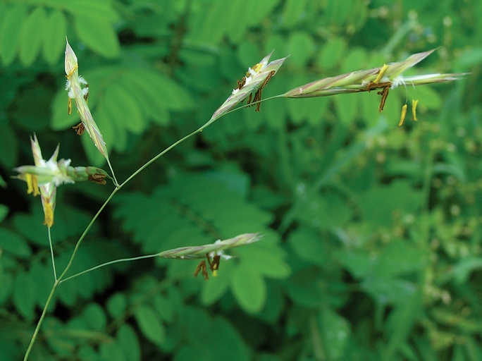 Изображение особи Bromopsis inermis.