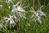 Dianthus stenocalyx. Цветки. Украина, Черниговская обл., Козелецкий р-н, с. Отрохи, луг. 21 июня 2011 г.