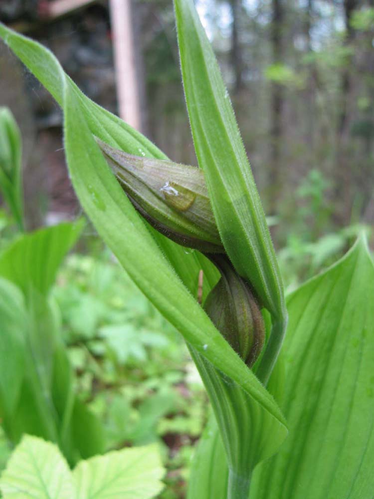 Изображение особи Cypripedium calceolus.